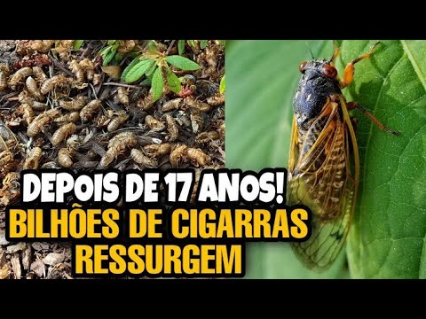 BILHÕES DE CIGARRAS ESTÃO SURGINDO DEPOIS DE 17 ANOS NO SUBSOLO!