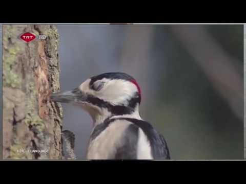 Woodpecker in Slow Motion !!!!!