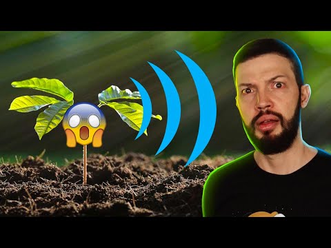 Estudo Comprova: Plantas Emitem Gritos Ultrassônicos quando Estressadas