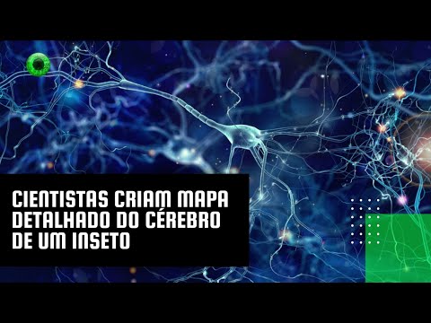 Cientistas criam mapa detalhado do cérebro de um inseto