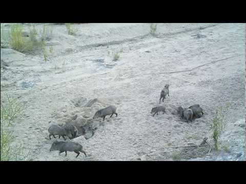 Wild burros digging wells