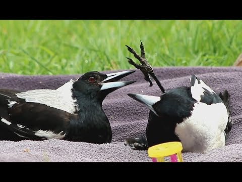 Magpies Wrestle and Playfight