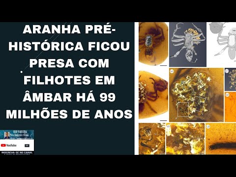 Aranha pré-histórica ficou presa com filhotes em âmbar há 99 milhões de anos