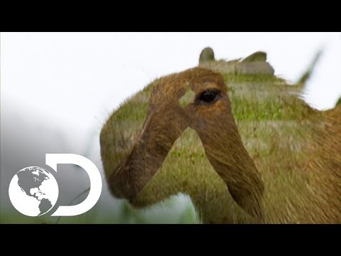 O maior roedor do mundo: a capivara | América Latina Selvagem | Discovery Brasil