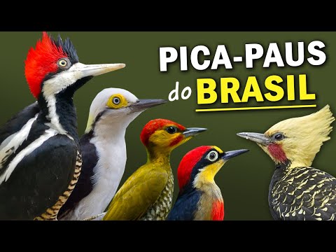 PICA-PAUS do BRASIL: Quantos existem? Qual o MAIOR PICA-PAU? CANTOS DOS PICAPAUS BRASILEIROS