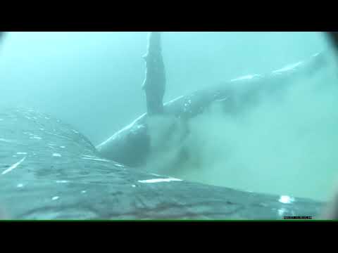 Whales stop by Gold Coast bay for day spa fix with full body scrubs