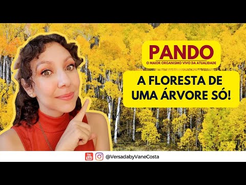 Vem o conhecer o Pando! O gigante de uma árvore só!