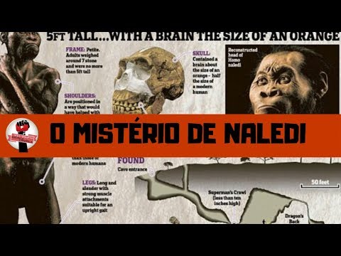 A Era dos Primatas: Quem foi o Homo naledi? #7