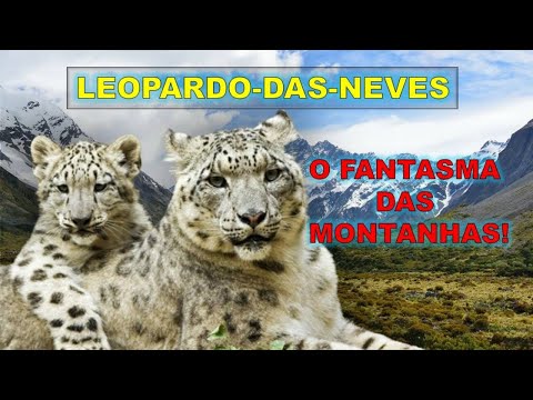 LEOPARDO-DAS-NEVES! ELE É UM FELINO MISTERIOSO, LINDO E MUITO RARO. O FANTASMA DAS MONTANHAS!