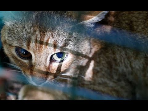 GATO-RAPOSA: UMA NOVA ESPÉCIE DE FELINO ?