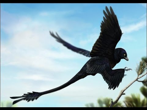 O Microraptor