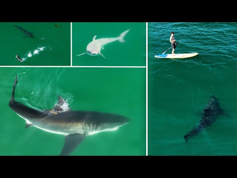 Best Great White Shark Drone Footage of 2023 (Narrated) 4K