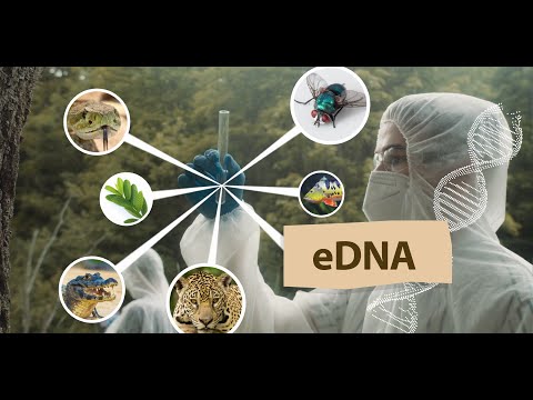 O que é DNA Ambiental, Environmental DNA, ou eDNA?
