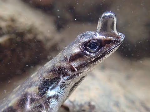 Anolis Lizards Rebreathing Underwater