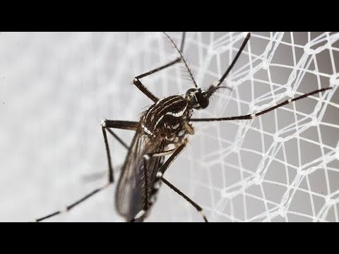 Mosquitos geneticamente modificados levantam voo na Flórida