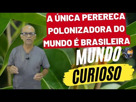 A ÚNICA PERERECA POLONIZADORA DO MUNDO É BRASILEIRA