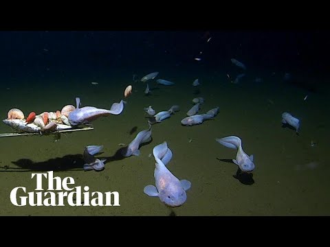 Researchers near Japan capture footage of deepest fish ever recorded underwater