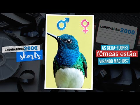 Por que a beija-flor fêmea se disfarça de macho? #shorts