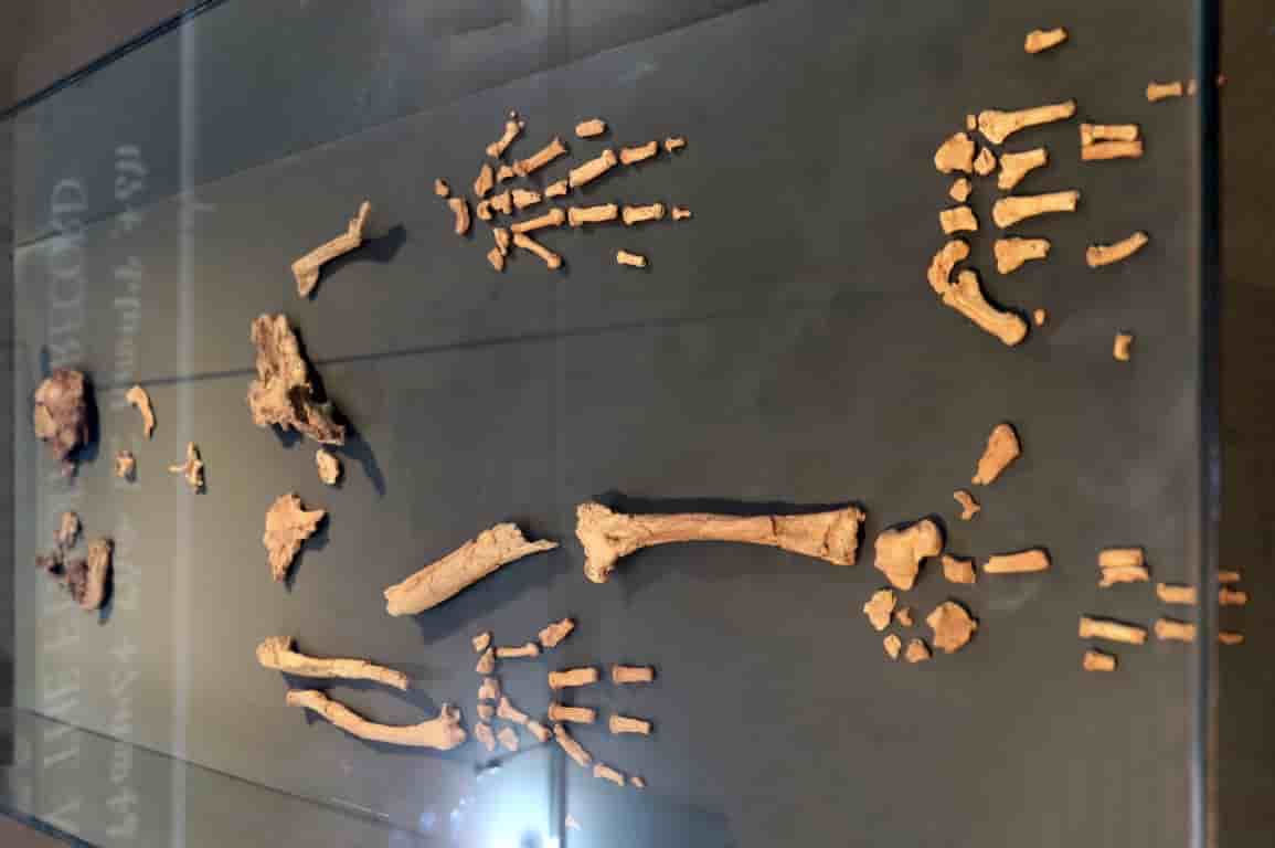 Ardi: o elo perdido na história da evolução do homem - Restos fossilizados de Ardi.