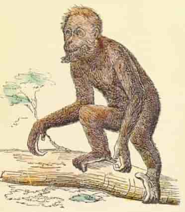 Ilustração de como seria um hominídio primitivo como Ardi.
Imagem: G Avery em Wikimedia Commons, 1876