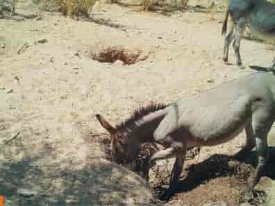 Burro cavando um "poço". 