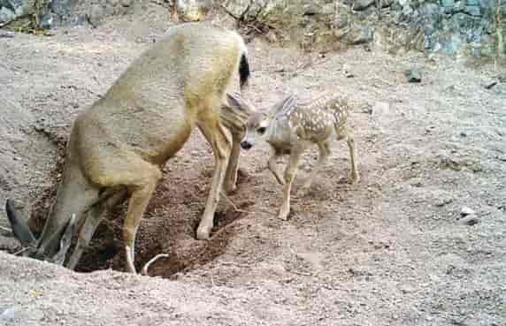  Outros animais bebendo nos poços cavados pelos burros.