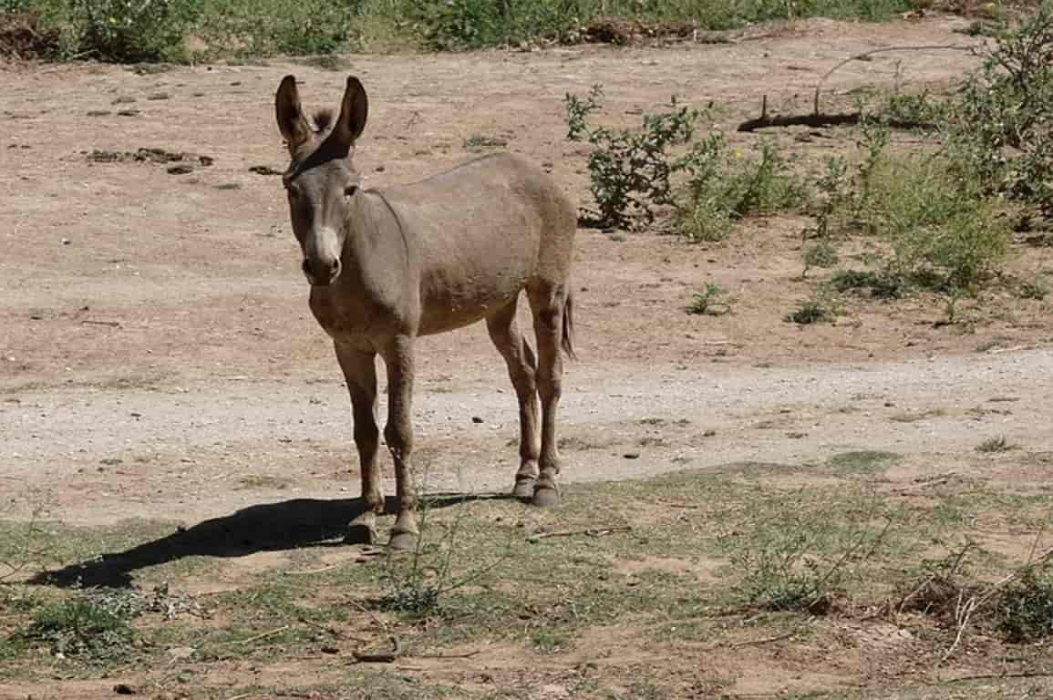 Cavalos e burros selvagens cavam poços que ajudam outros animais - 