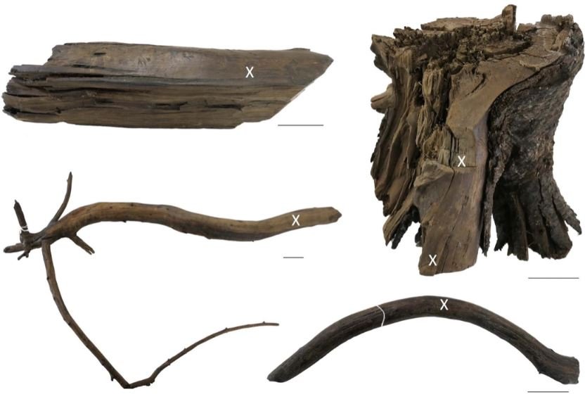  Madeiras utilizadas no estudo. O "X" indica o local de onde as amostras foram retiradas. Para se ter uma  ideia do tamanho das peças, uma barra preta, representando proporcionalmente  5 cm, foi colocada ao lado de cada figura. 