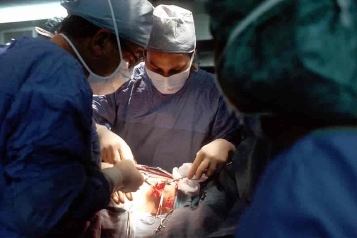 Rim de um porco é, pela primeira vez, transplantado para um humano - 