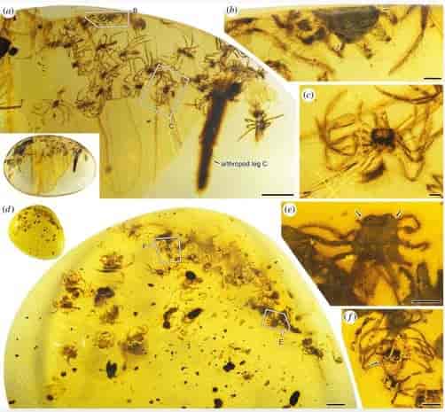 Alguns detalhes de uma das quatro amostras de âmbar utilizadas na pesquisa. 
Os detalhes científicos dessa imagem podem ser vistos no trabalho original 