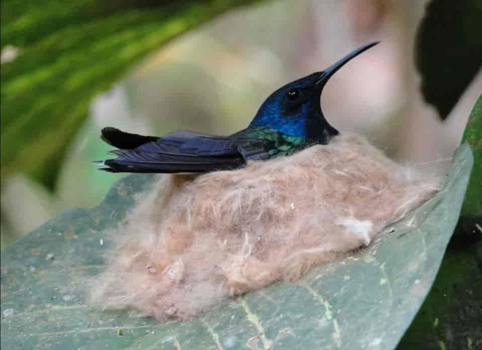  Beija-flor-azul-de-rabo-branco fêmea com cabeça azul-cintilante, em seu ninho. 