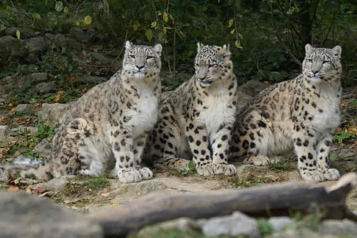 Três leopardos-das-neves morrem de COVID-19 em um zoológico nos Estados Unidos - 