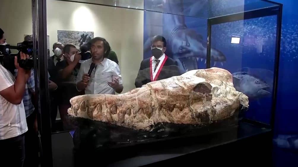 Crânio de um antigo “monstro marinho” descoberto no Peru sugere um terrível predador - 