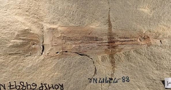  Fóssil do Syllipsimopodi bideni, guardado no Museu Real de Ontário, desde 1988.