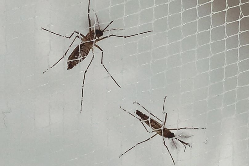 EUA pretendem liberar 2,4 bilhões de mosquitos transgênicos machos para combater o Aedes aegypti - 