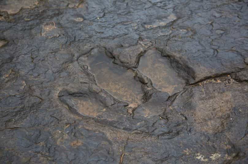 Obras causam danos a pegadas de dinossauros de 100 milhões de anos - 