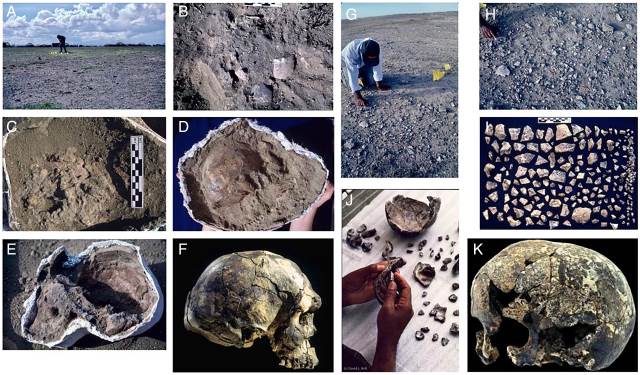 Descoberta e restauração dos crânios encontrados em Herto, Etiópia. (A-F) Crânio de um Homo sapiens adulto. (G-K) Crânio de uma criança Homo sapiens