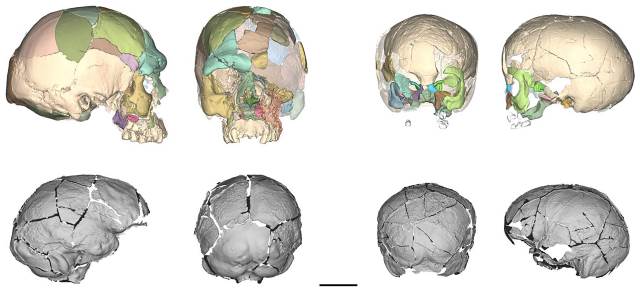 Restauração digital dos crânios dos Homo sapiens primitivos e seus endocasts. Esquerda: crânio de um indivíduo adulto. Direita: crânio de uma criança
