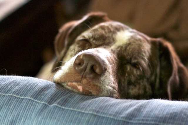 Cães conseguem farejar estresse nos humanos, revela um estudo - 