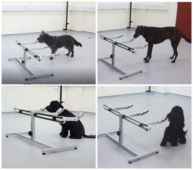 Os quatro cães participantes executando suas tarefas de identificação, indicando suas escolhas nas três alternativas disponíveis. Cima esquerda: temos  Scoot. Cima direita temos Finga. Baixo esquerda temos Winnie. Baixo direita temos Treo.