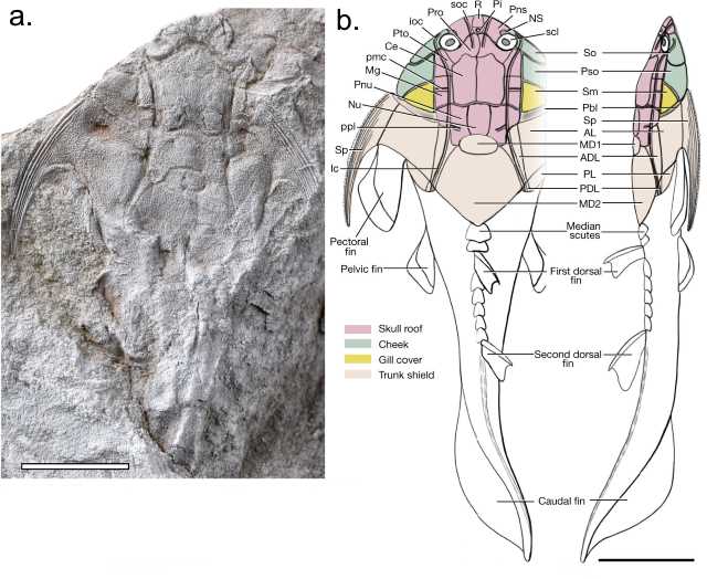 a. Foto de um fóssil de peixe primitivo articulado. b. Reconstituição do peixe primitivo articulado. Barra de escala = 5mm. 
Imagem:  ZHU, 2022.