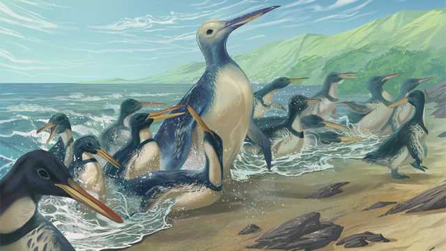 Fósseis revelam o maior pinguim que já existiu - Pinguin gigante.