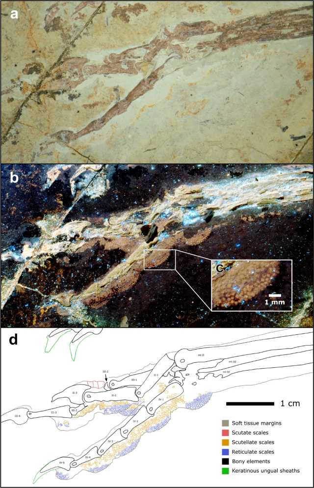 Fóssil da pata de um microraptor. 