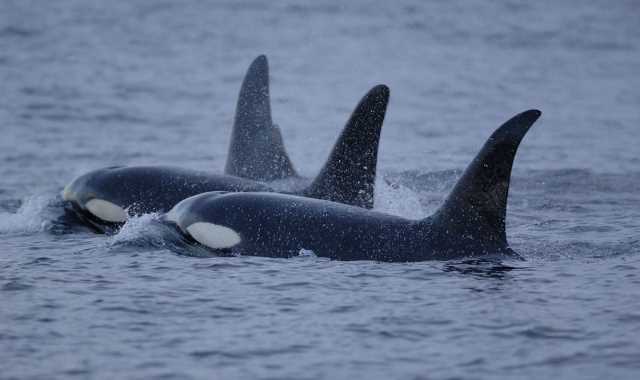 Mamães orcas cuidam de seus filhotes machos até a fase adulta - Orca baleia assasina