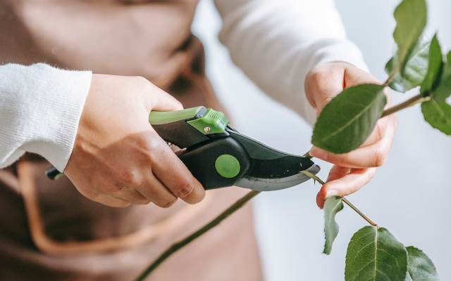 Plantas “gritam”, mas só agora conseguimos ouvi-las - 