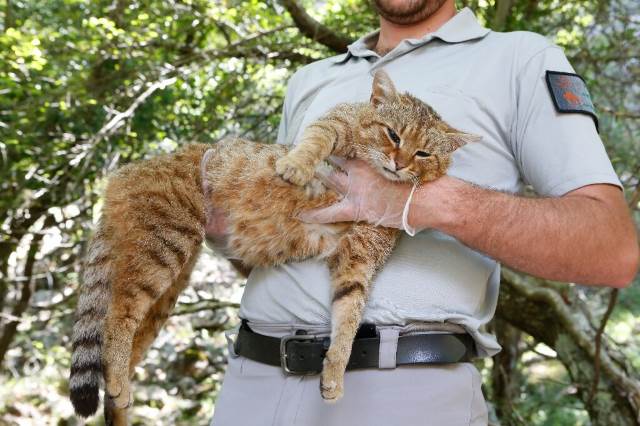 Guarda florestal na Córsega segurando um gato-raposa. 