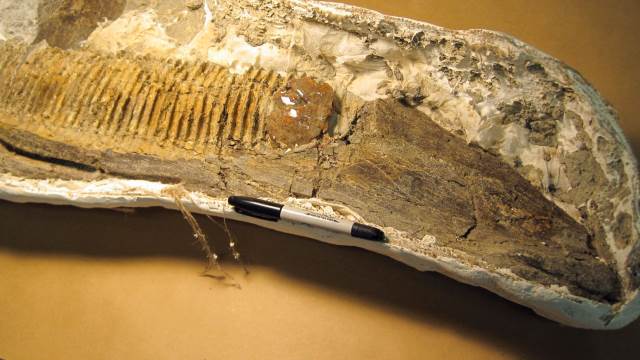 Fóssil impressionante tem um inseto preso em âmbar junto a uma mandíbula de dinossauro - 