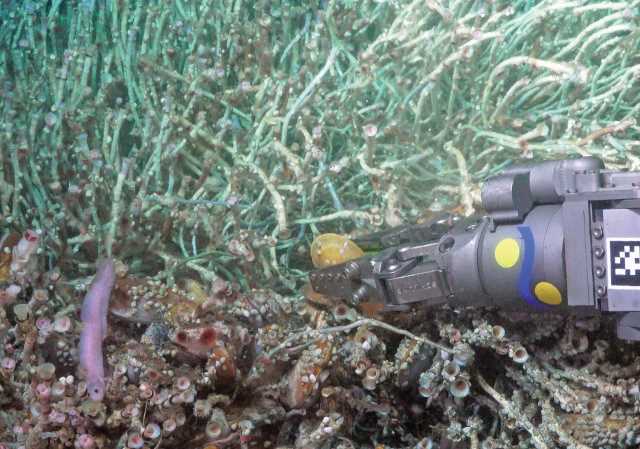 Peixe “extremófilo” ajuda a entender ecossistema incomum no fundo do mar - 