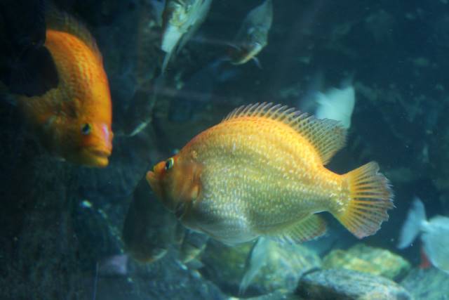 Peixes conseguem se reconhecer em fotos e no espelho, segundo estudo - 