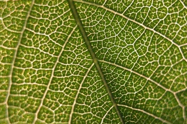 Mudas de Chia confirmam as ideias de Alan Turing sobre padrões na natureza - Turing pattern em uma folha.